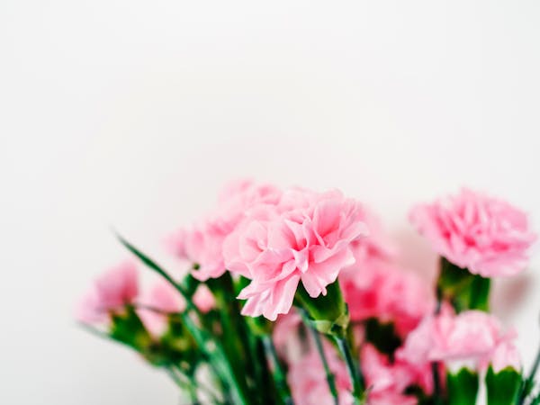 Wholesale carnations in dozens of colors — standard and mini varieties