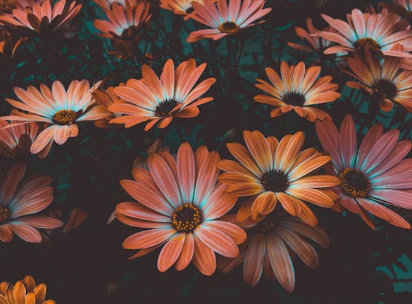 Wholesale poms and daisies — daisy poms, button poms and spray mums in bulk